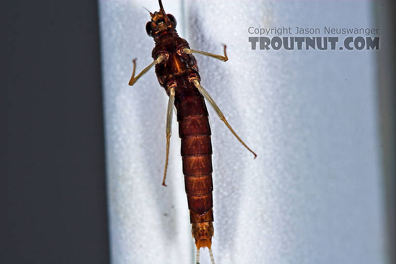 Female Isonychia bicolor (Mahogany Dun) Mayfly Spinner from the West Branch of Owego Creek in New York