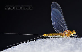 Baetidae (Blue-Winged Olives) Mayfly Spinner