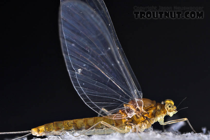 Female Baetidae (Blue-Winged Olives) Mayfly Spinner from the West Branch of Owego Creek in New York