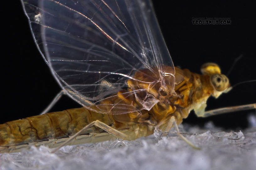 This picture shows the shape of the costal process on the hind wing pretty well.  Female Baetidae (Blue-Winged Olives) Mayfly Spinner from the West Branch of Owego Creek in New York