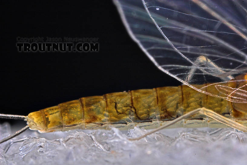 Female Baetidae (Blue-Winged Olives) Mayfly Spinner from the West Branch of Owego Creek in New York