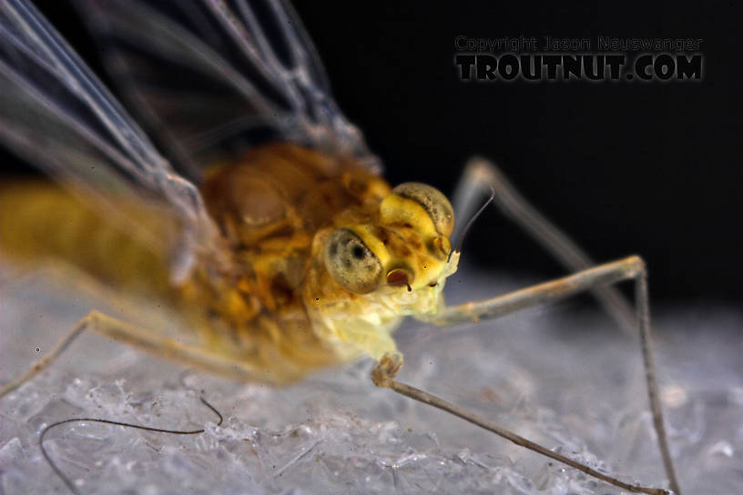 Female Baetidae (Blue-Winged Olives) Mayfly Spinner from the West Branch of Owego Creek in New York