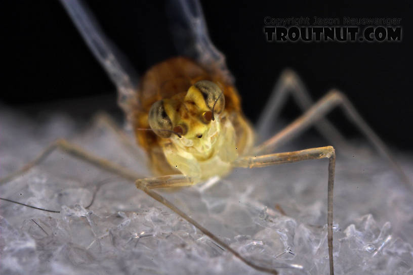 Female Baetidae (Blue-Winged Olives) Mayfly Spinner from the West Branch of Owego Creek in New York