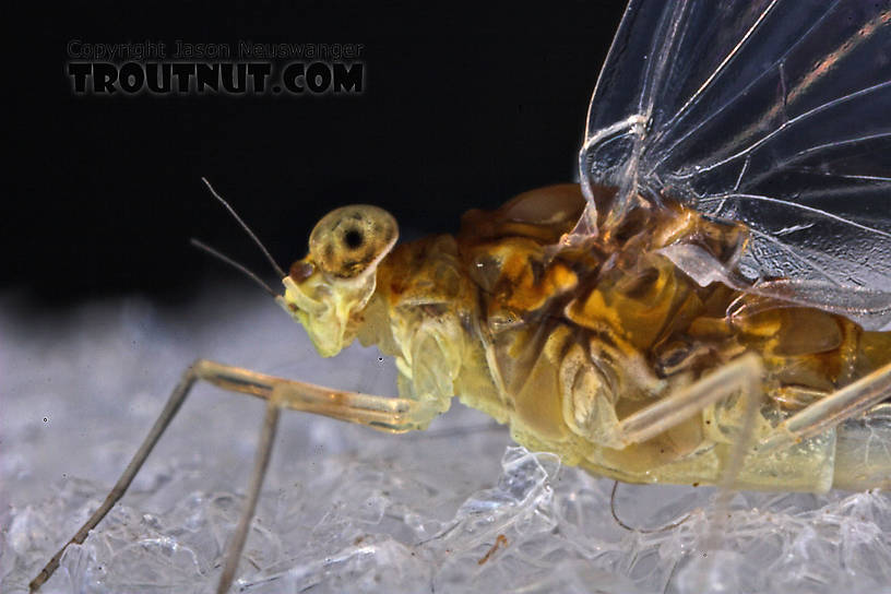 Female Baetidae (Blue-Winged Olives) Mayfly Spinner from the West Branch of Owego Creek in New York