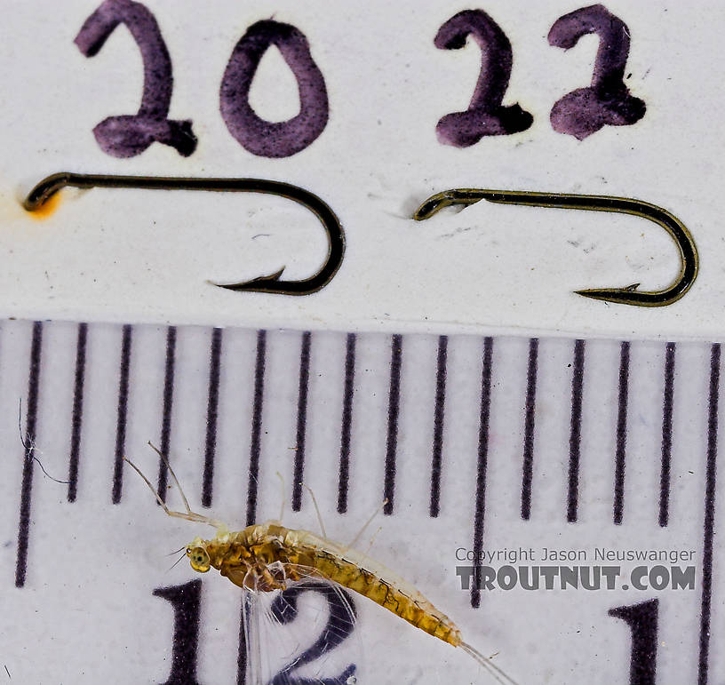 Female Baetidae (Blue-Winged Olives) Mayfly Spinner from the West Branch of Owego Creek in New York