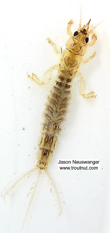 Ephemera simulans (Brown Drake) Mayfly Nymph from unknown in Wisconsin