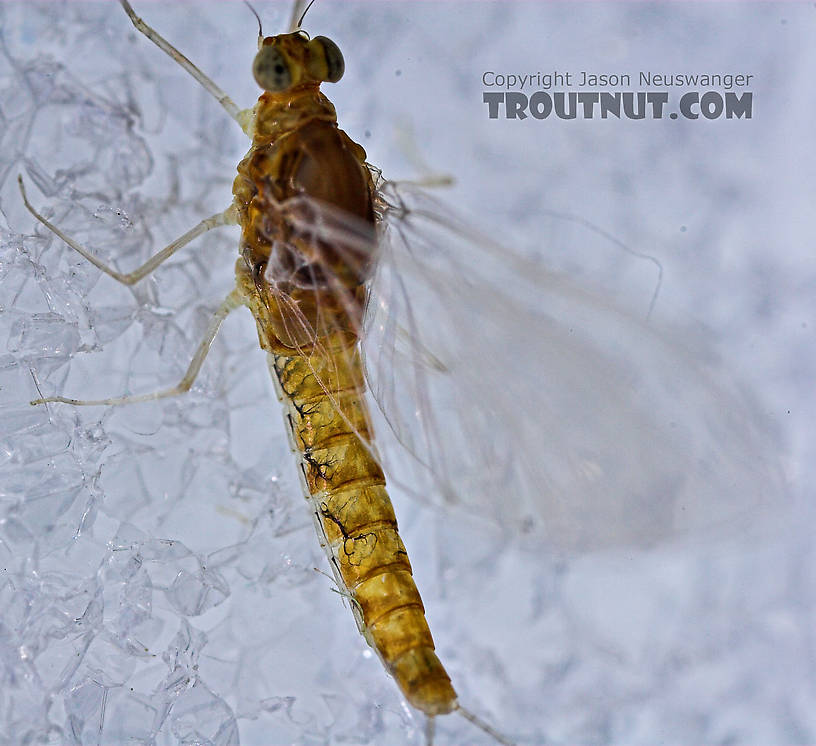 Female Baetidae (Blue-Winged Olives) Mayfly Spinner from the West Branch of Owego Creek in New York