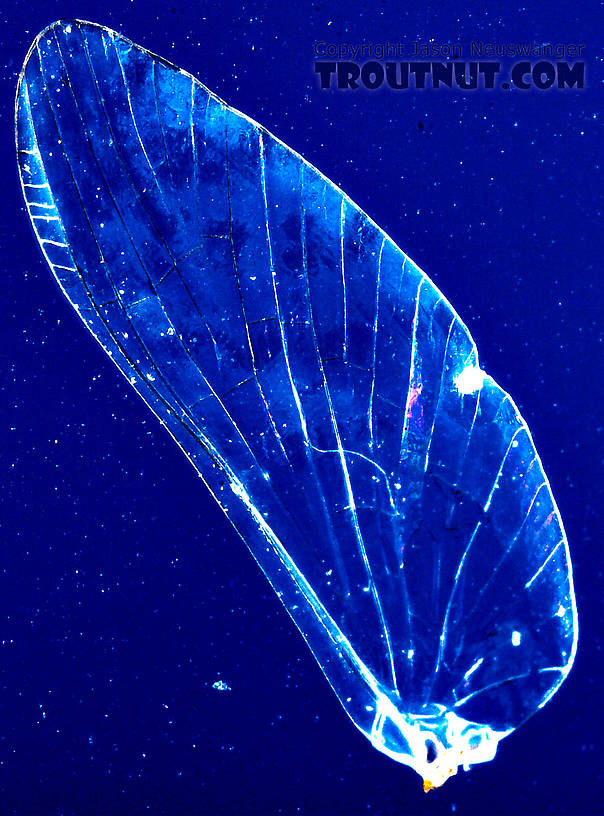 This false-color image of the clear wings shows all the veins.  Female Baetidae (Blue-Winged Olives) Mayfly Spinner from the West Branch of Owego Creek in New York