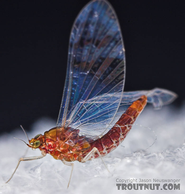 Female Baetidae (Blue-Winged Olives) Mayfly Spinner from the West Branch of Owego Creek in New York