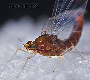 Female Baetidae (Blue-Winged Olives) Mayfly Spinner