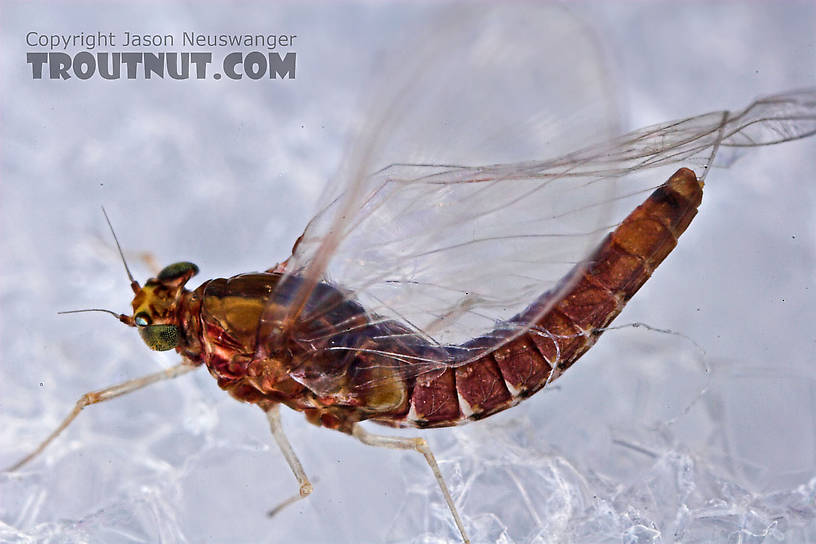 Female Baetidae (Blue-Winged Olives) Mayfly Spinner from the West Branch of Owego Creek in New York