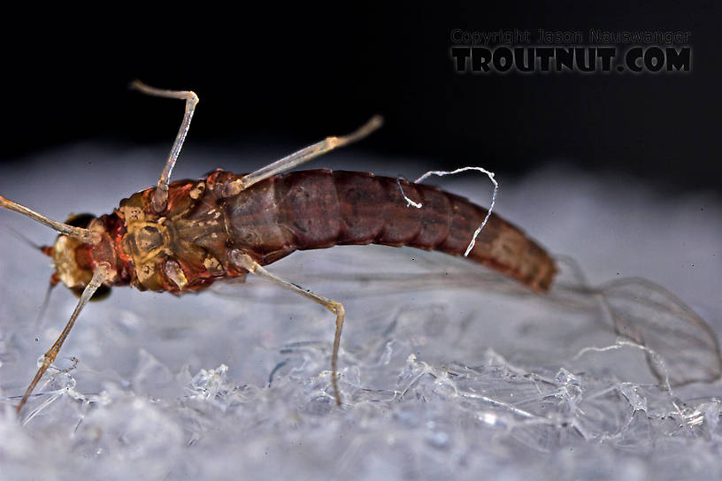 Female Baetidae (Blue-Winged Olives) Mayfly Spinner from the West Branch of Owego Creek in New York