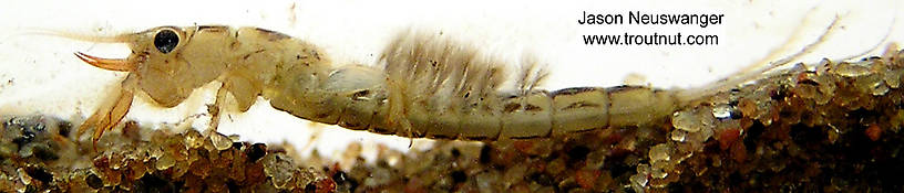 Ephemera simulans (Brown Drake) Mayfly Nymph from unknown in Wisconsin