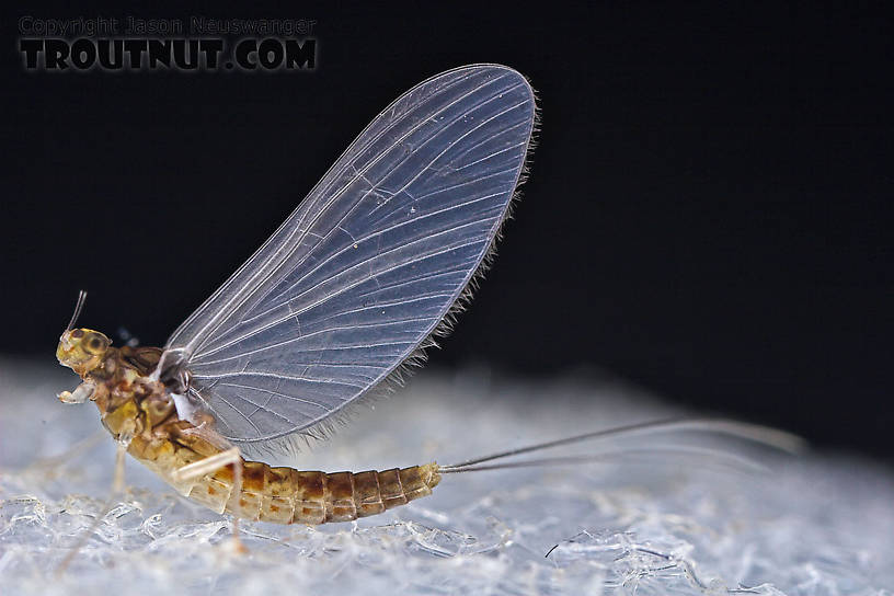 Female Baetidae (Blue-Winged Olives) Mayfly Dun from the West Branch of Owego Creek in New York