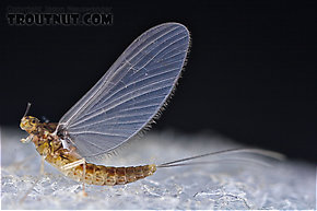 Female Baetidae (Blue-Winged Olives) Mayfly Dun