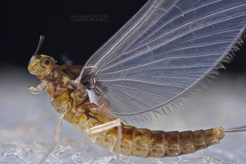 Female Baetidae (Blue-Winged Olives) Mayfly Dun from the West Branch of Owego Creek in New York