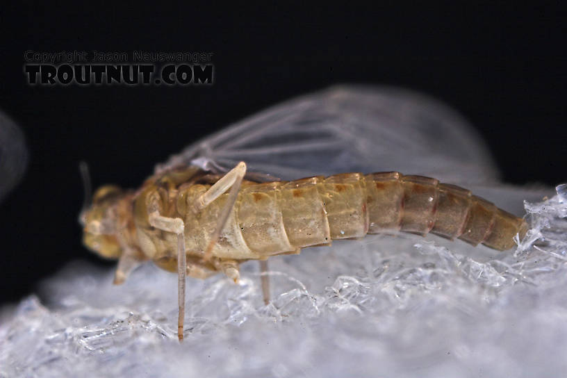 Female Baetidae (Blue-Winged Olives) Mayfly Dun from the West Branch of Owego Creek in New York