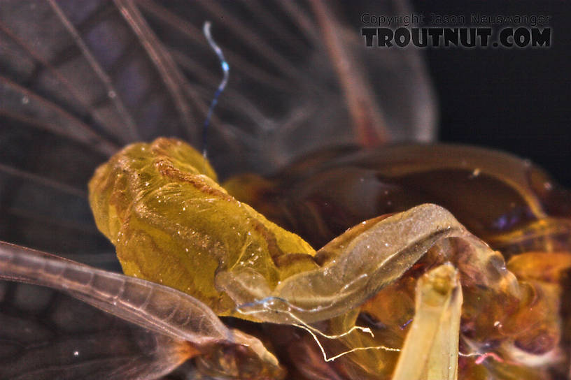 Female Isonychia bicolor (Mahogany Dun) Mayfly Dun from the West Branch of Owego Creek in New York