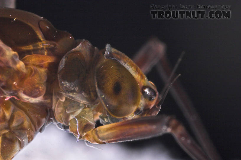 Female Isonychia bicolor (Mahogany Dun) Mayfly Dun from the West Branch of Owego Creek in New York