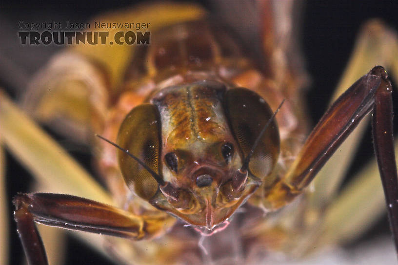 Female Isonychia bicolor (Mahogany Dun) Mayfly Dun from the West Branch of Owego Creek in New York