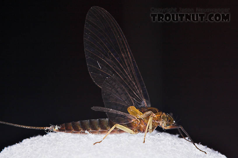 Female Isonychia bicolor (Mahogany Dun) Mayfly Dun from the West Branch of Owego Creek in New York