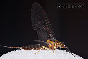 Female Isonychia bicolor (Mahogany Dun) Mayfly Dun