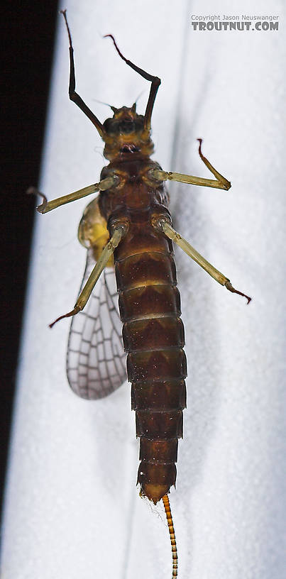 Female Isonychia bicolor (Mahogany Dun) Mayfly Dun from the West Branch of Owego Creek in New York