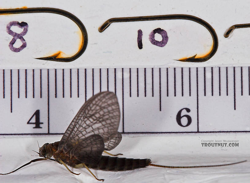 Female Isonychia bicolor (Mahogany Dun) Mayfly Dun from the West Branch of Owego Creek in New York