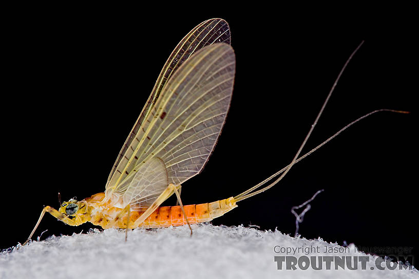 Female Stenacron interpunctatum (Light Cahill) Mayfly Dun from the West Branch of Owego Creek in New York