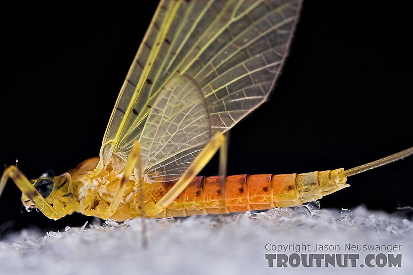 Female Stenacron interpunctatum (Light Cahill) Mayfly Dun from the West Branch of Owego Creek in New York