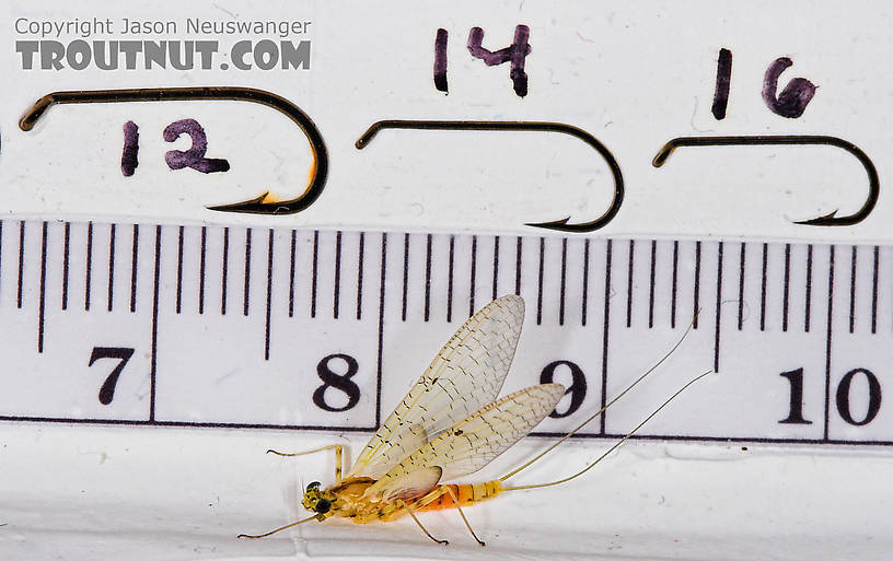 Female Stenacron interpunctatum (Light Cahill) Mayfly Dun from the West Branch of Owego Creek in New York