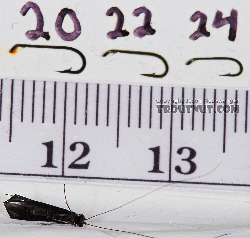 Male Mystacides sepulchralis (Black Dancer) Caddisfly Adult from the West Branch of Owego Creek in New York