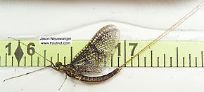 Male Ephemera simulans (Brown Drake) Mayfly Spinner