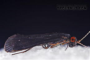 Male Mystacides sepulchralis (Black Dancer) Caddisfly Adult