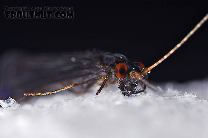 Male Mystacides sepulchralis (Black Dancer) Caddisfly Adult from the West Branch of Owego Creek in New York