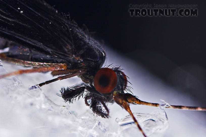 Male Mystacides sepulchralis (Black Dancer) Caddisfly Adult from the West Branch of Owego Creek in New York