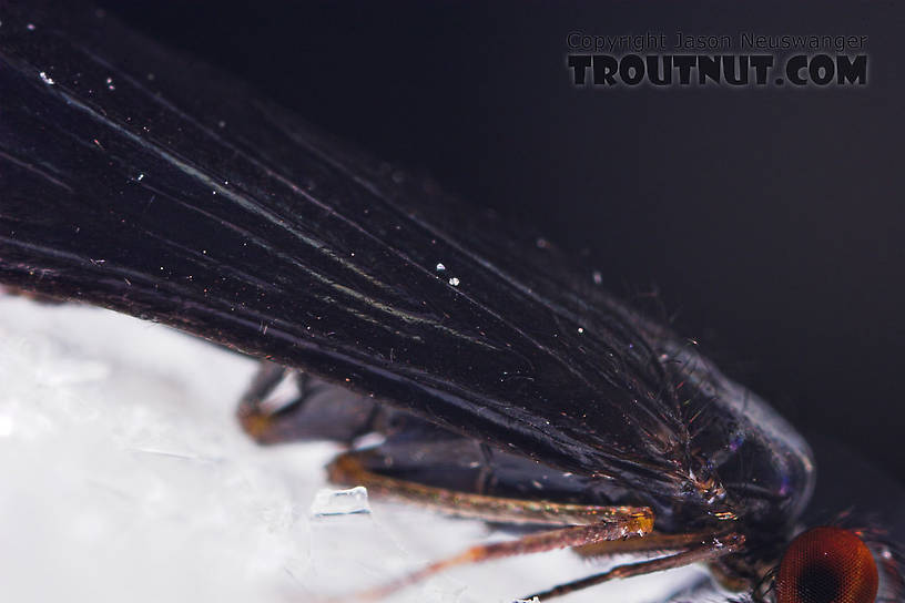 Male Mystacides sepulchralis (Black Dancer) Caddisfly Adult from the West Branch of Owego Creek in New York