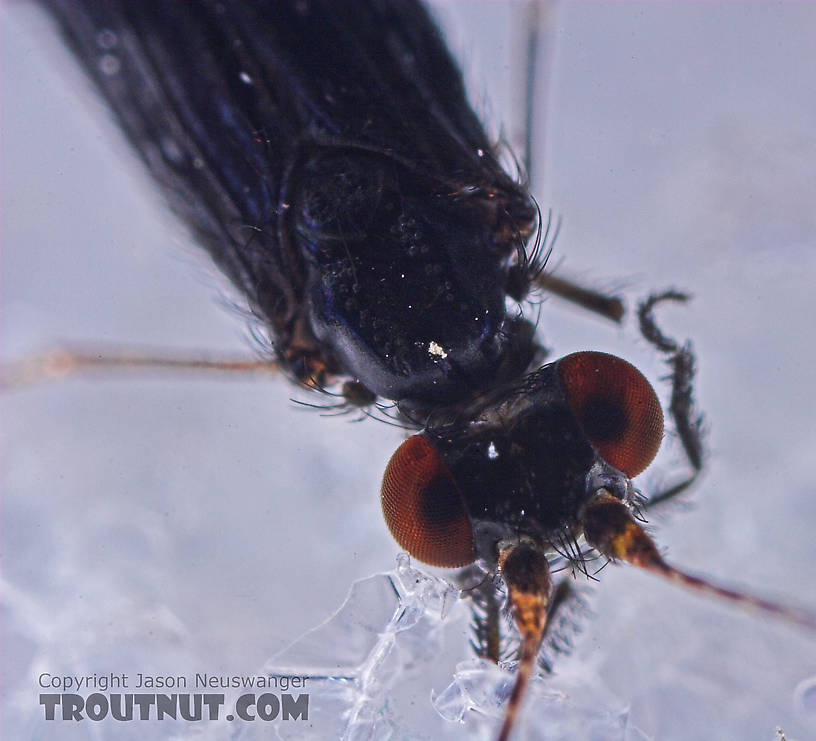 Male Mystacides sepulchralis (Black Dancer) Caddisfly Adult from the West Branch of Owego Creek in New York