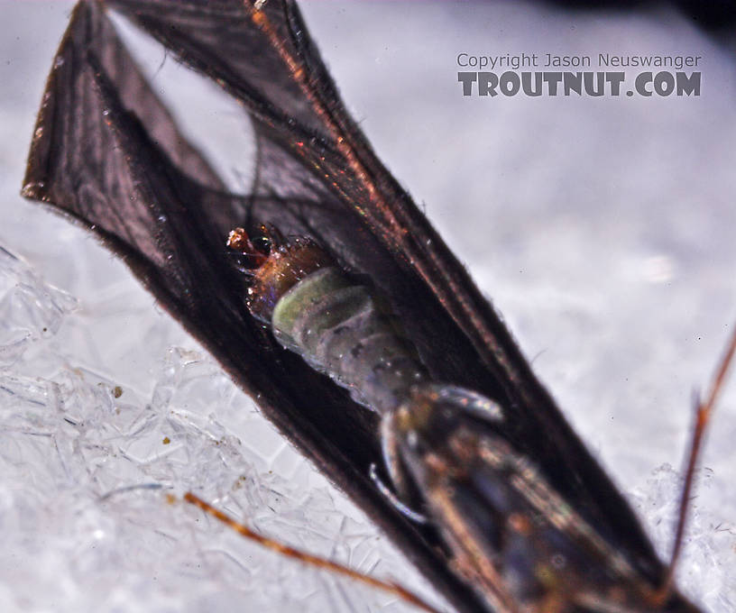 Male Mystacides sepulchralis (Black Dancer) Caddisfly Adult from the West Branch of Owego Creek in New York