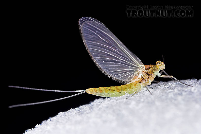 Female Procloeon (Tiny Sulphur Duns) Mayfly Dun from Enfield Creek in New York