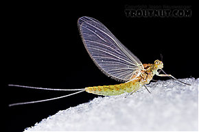 Female Procloeon (Tiny Sulphur Duns) Mayfly Dun