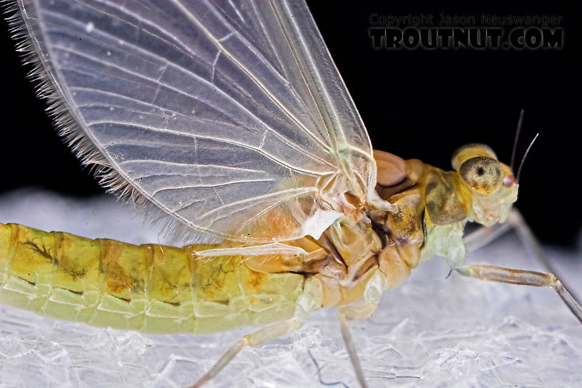 Female Procloeon (Tiny Sulphur Duns) Mayfly Dun from Enfield Creek in New York