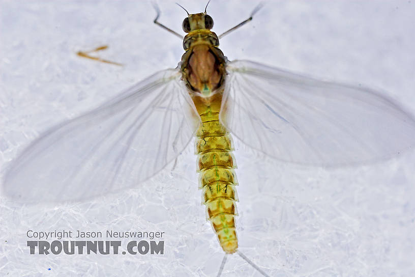 Female Procloeon (Tiny Sulphur Duns) Mayfly Dun from Enfield Creek in New York