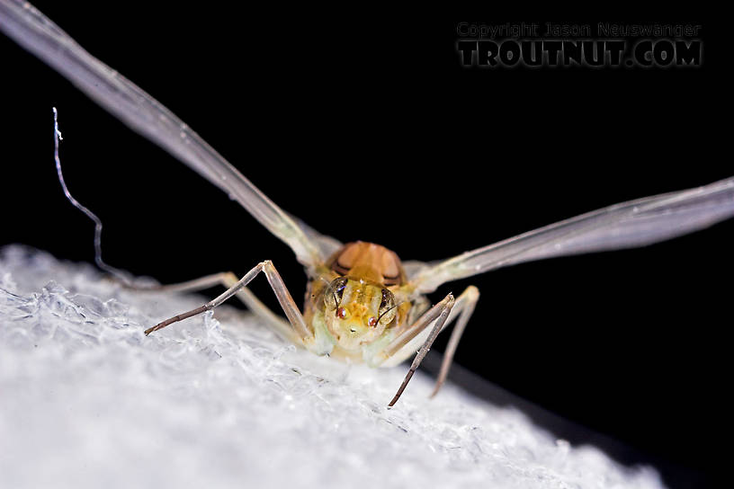 Female Procloeon (Tiny Sulphur Duns) Mayfly Dun from Enfield Creek in New York