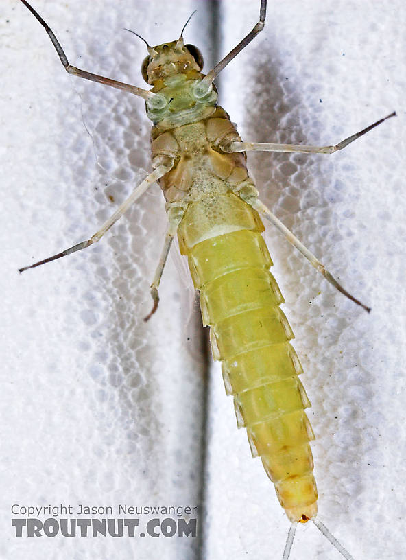 Female Procloeon (Tiny Sulphur Duns) Mayfly Dun from Enfield Creek in New York