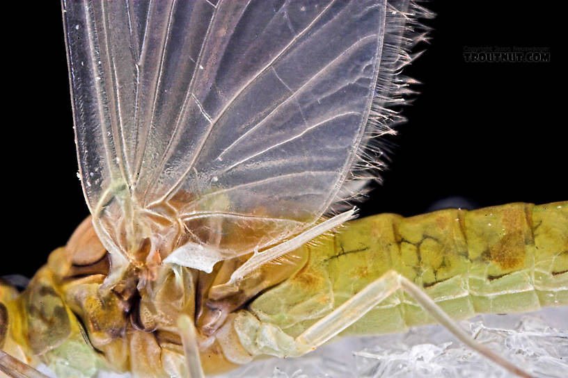 Female Procloeon (Tiny Sulphur Duns) Mayfly Dun from Enfield Creek in New York