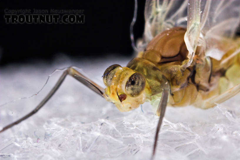 Female Procloeon (Tiny Sulphur Duns) Mayfly Dun from Enfield Creek in New York