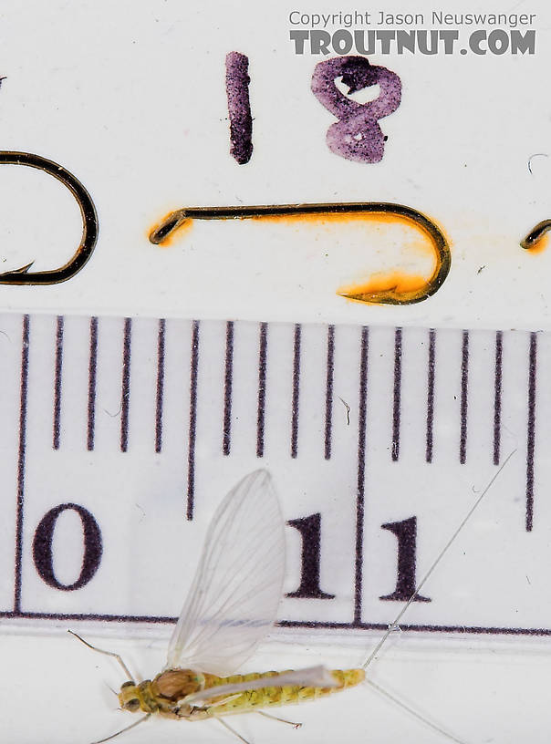 Female Procloeon (Tiny Sulphur Duns) Mayfly Dun from Enfield Creek in New York