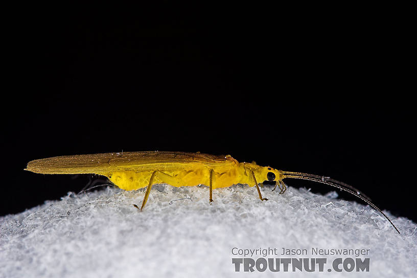 Female Perlesta (Golden Stones) Stonefly Adult from Enfield Creek in New York