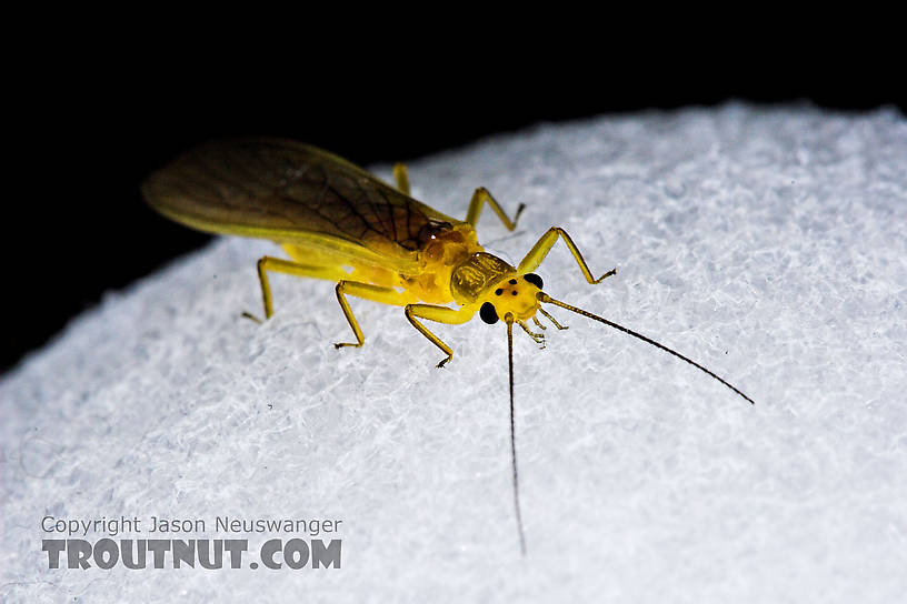 Female Perlesta (Golden Stones) Stonefly Adult from Enfield Creek in New York